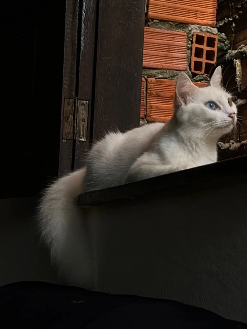 Gata branca doação  - Foto 2