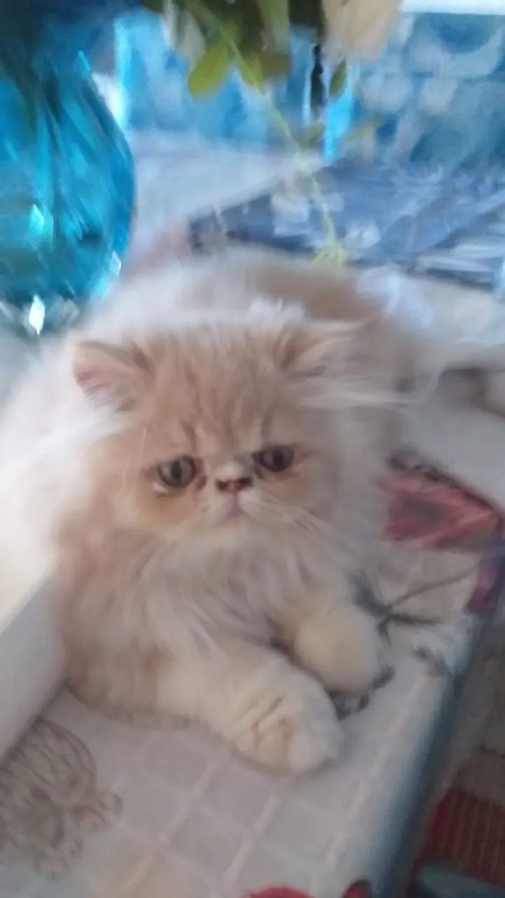 Filhote de Gato persa Fêmea - Foto 4