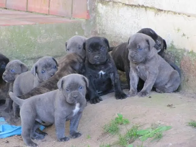 Filhotes de Cane Corso disponíveis