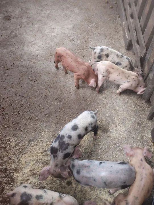 Filhotes de Pietran com Pial.