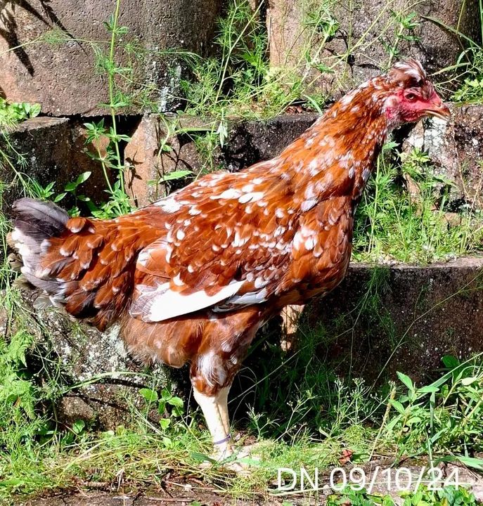 Trio Top de GSB  - Foto 3