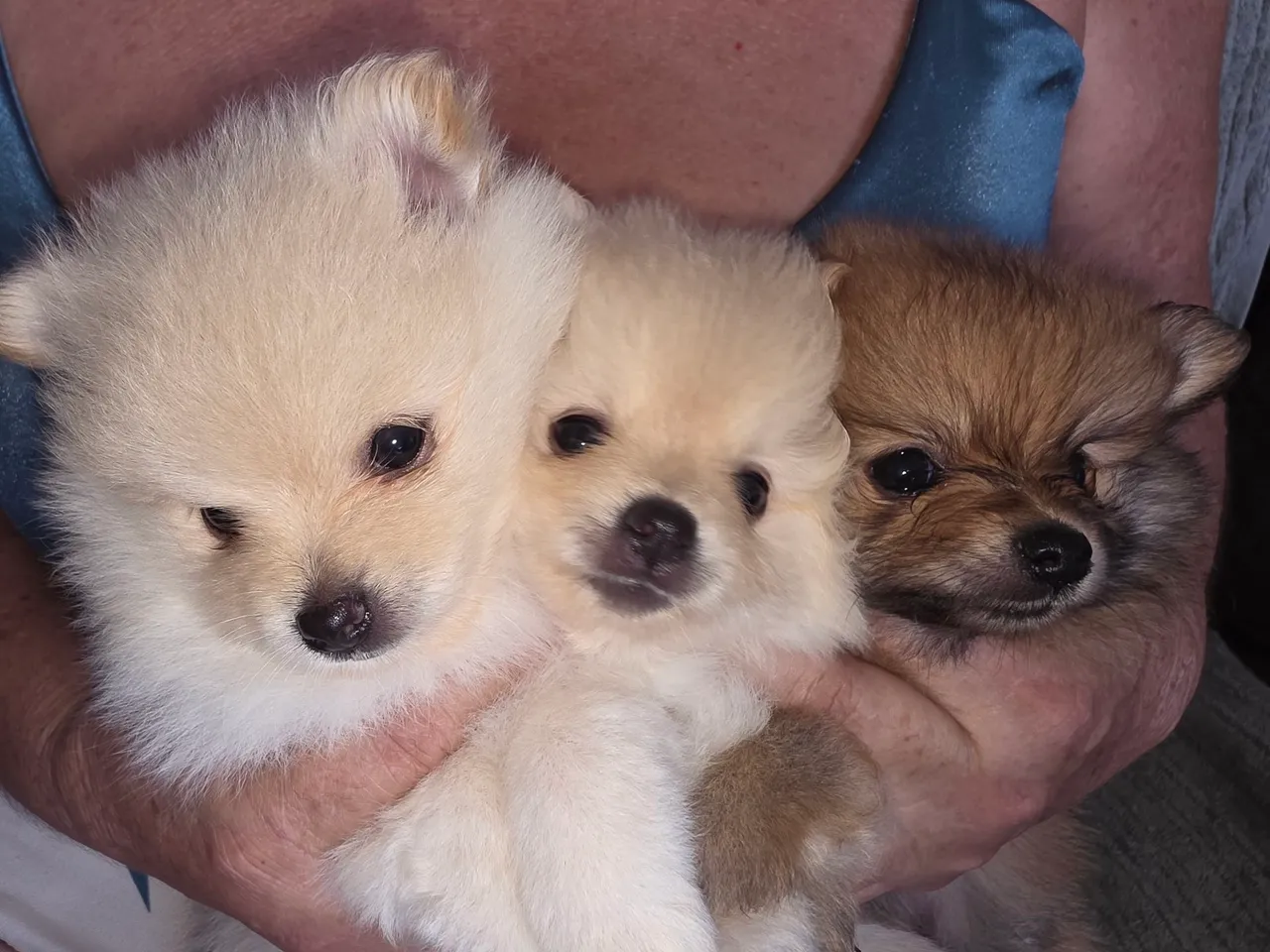 Filhotes de Spitz Alemão (Pomerânia) - Lindos e Fofos!
