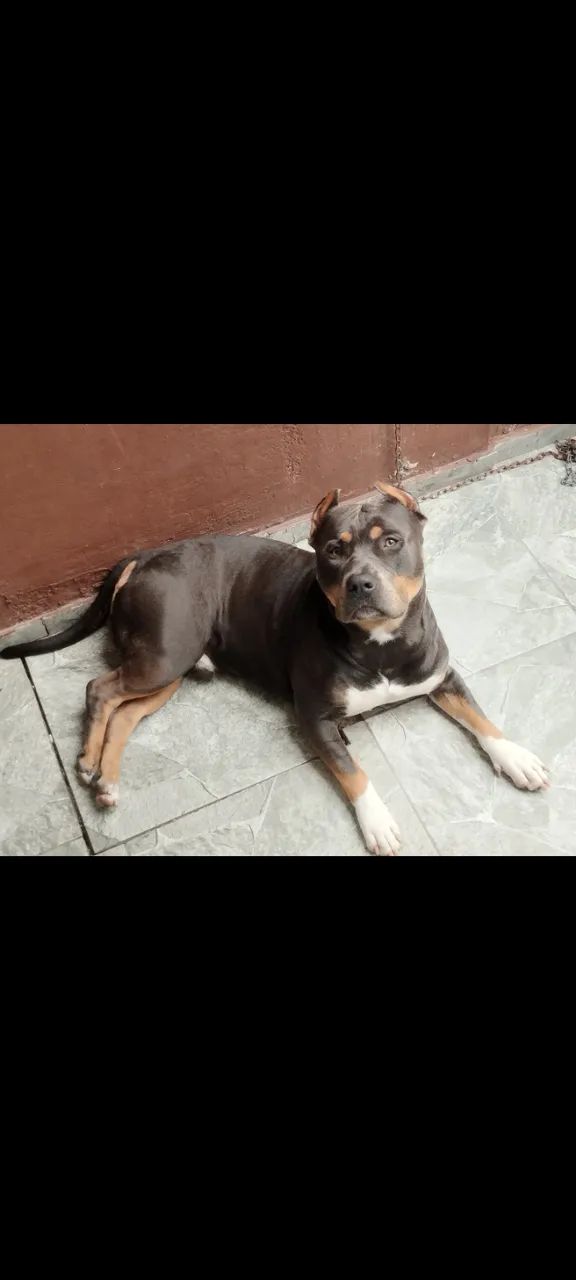 American Bully pocket  - Foto 3