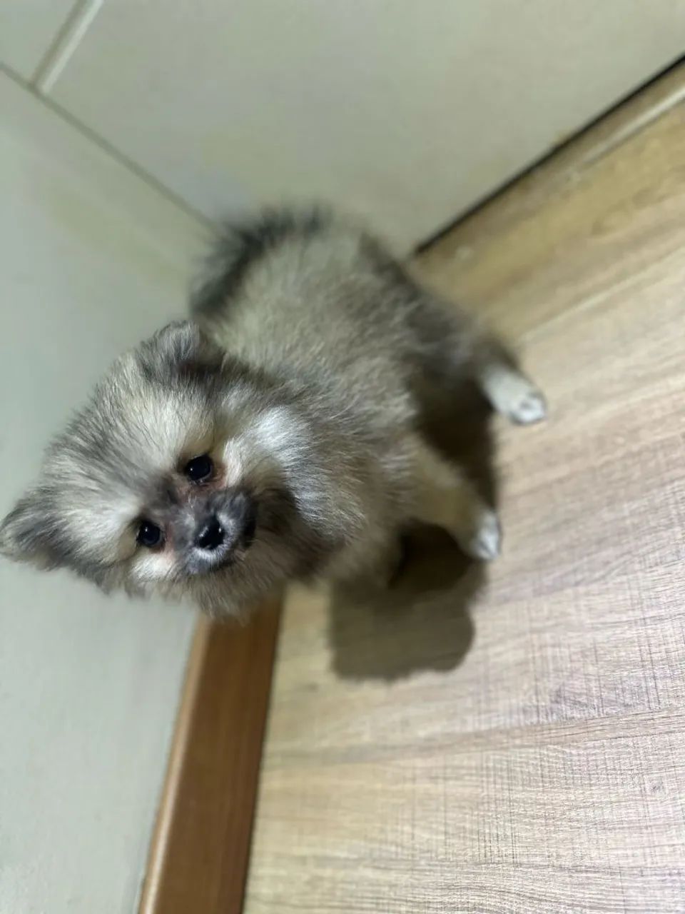 Filhote de Lulu da Pomerania - Foto 2