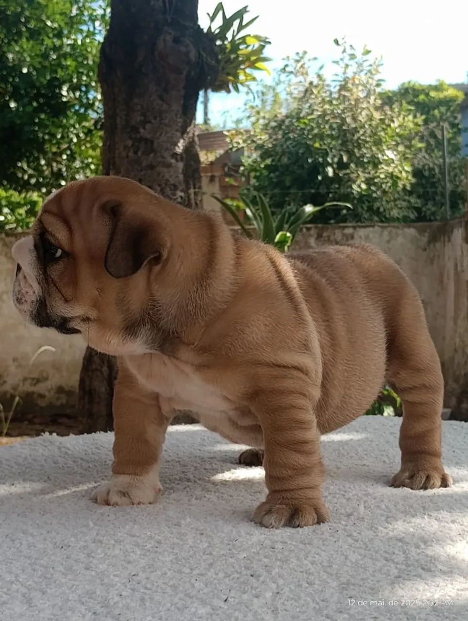 Bulldog Inglês - PERFEIÇÃO!  - Foto 3