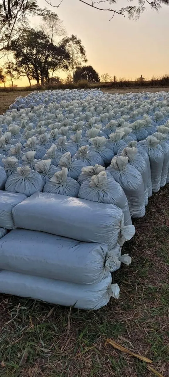 Vende-se sacas de silo de milho