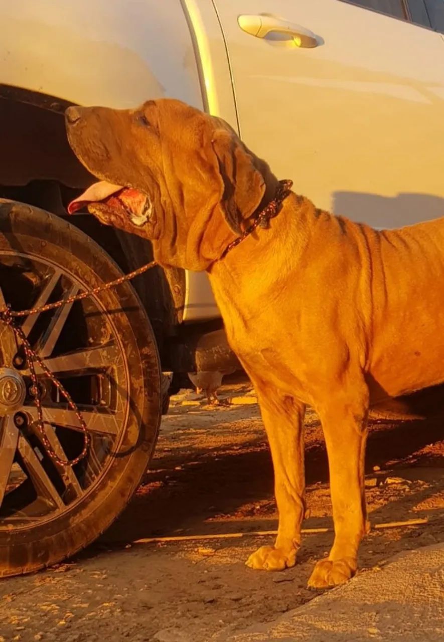 Fila Brasileiro - Filhotes de Alto Nível  - Foto 2