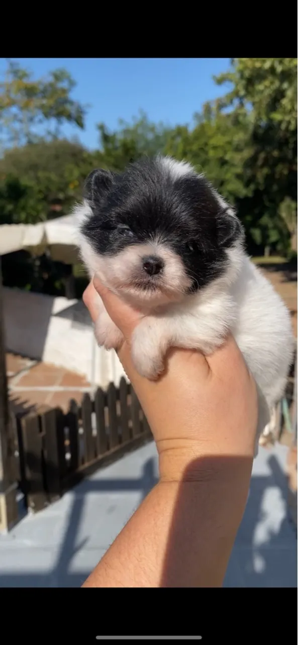 Lulu da pomerania femea 