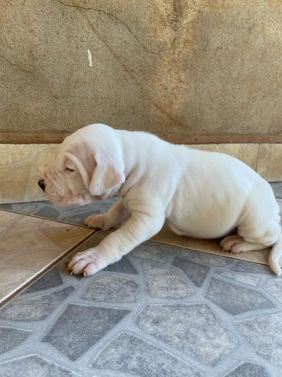 Dog Argentino - Foto 5