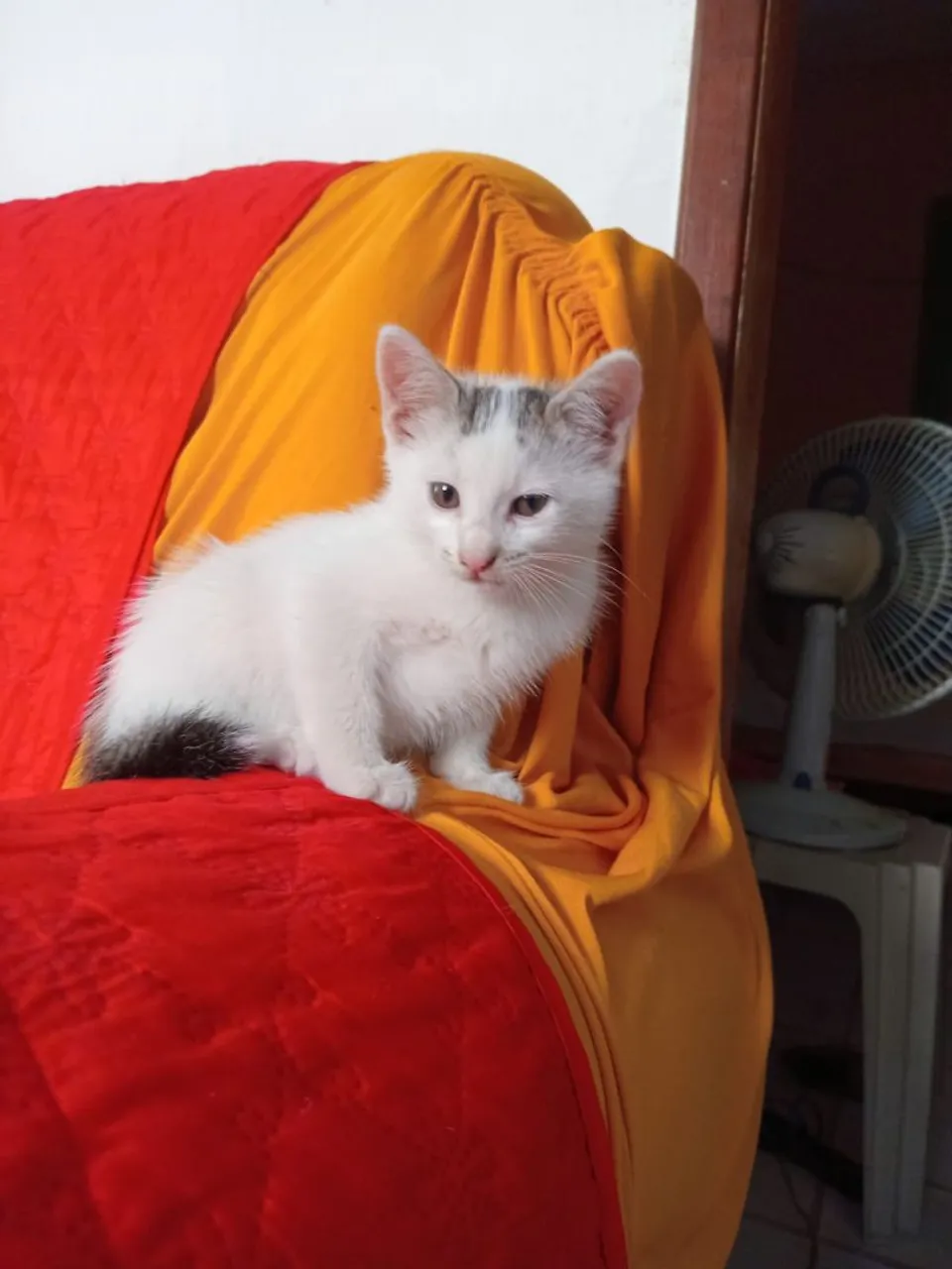 Gatinho filhote para adoção