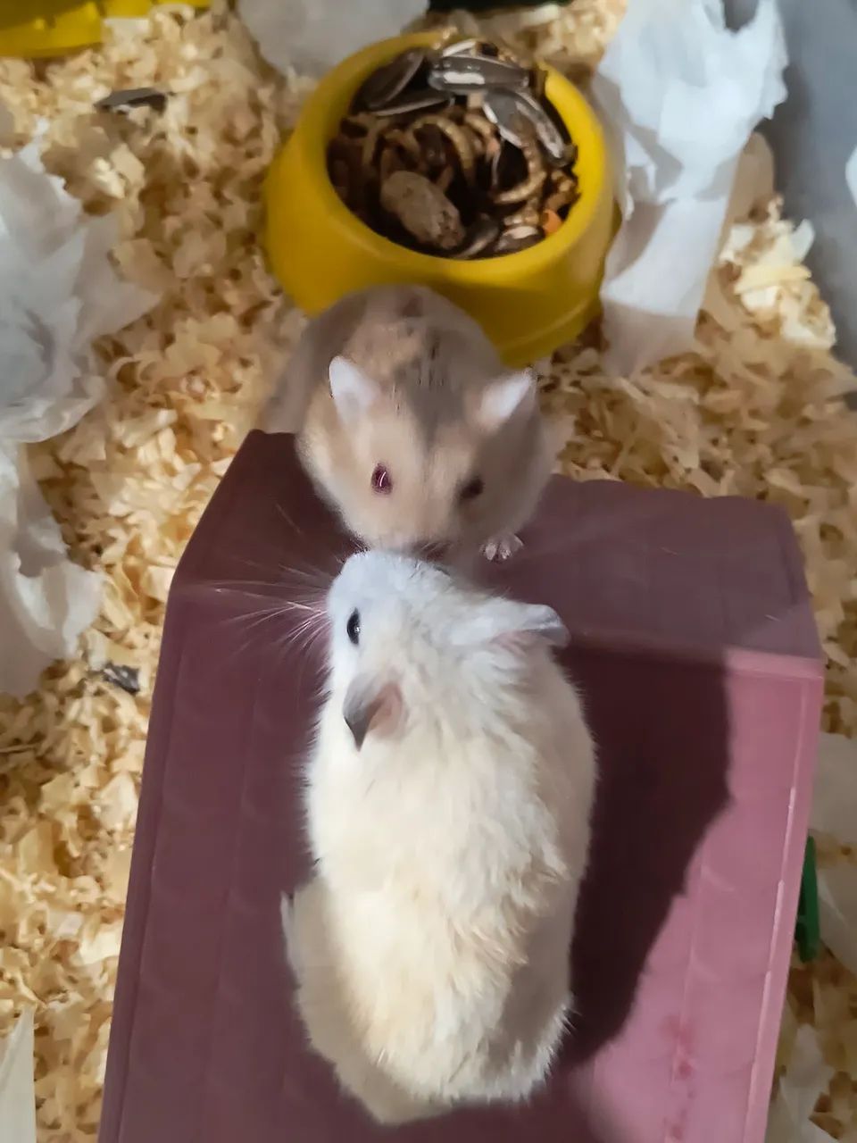 Casal hamster anão russo mini