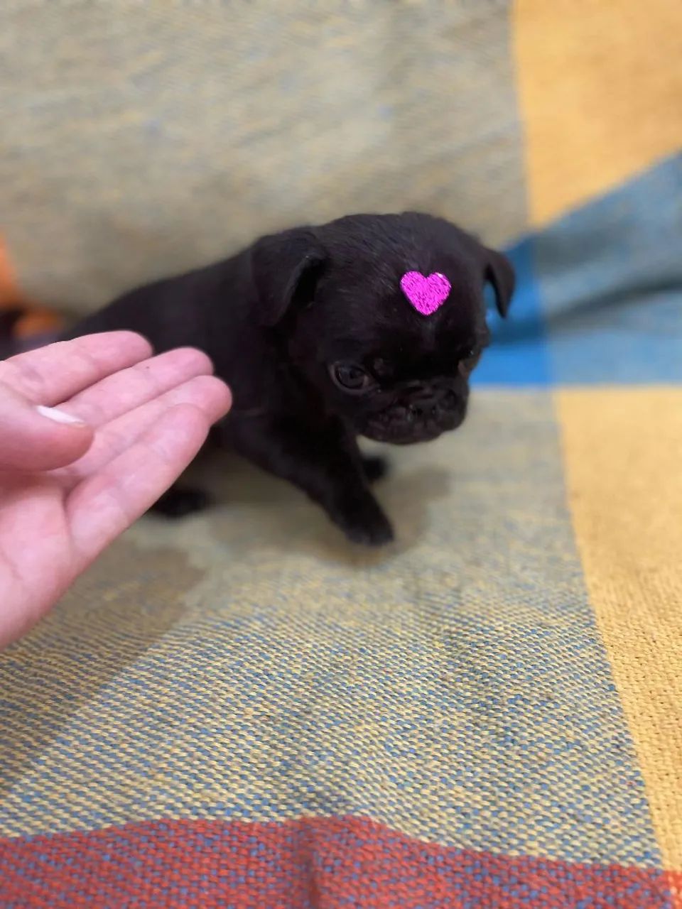 Filhote Pug -  Adorável e Carinhoso- Ideal pra apartamento 