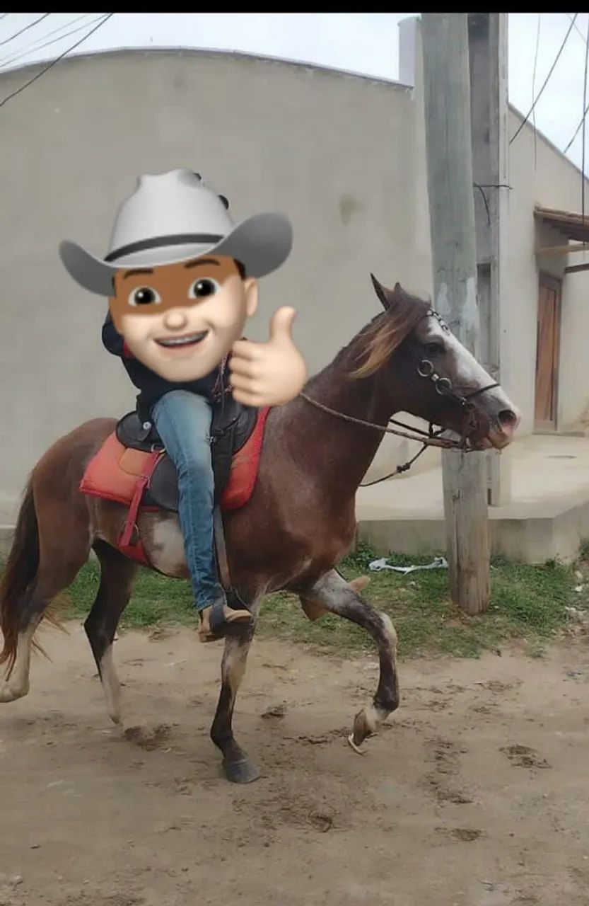 Égua (potranca) - Foto 4