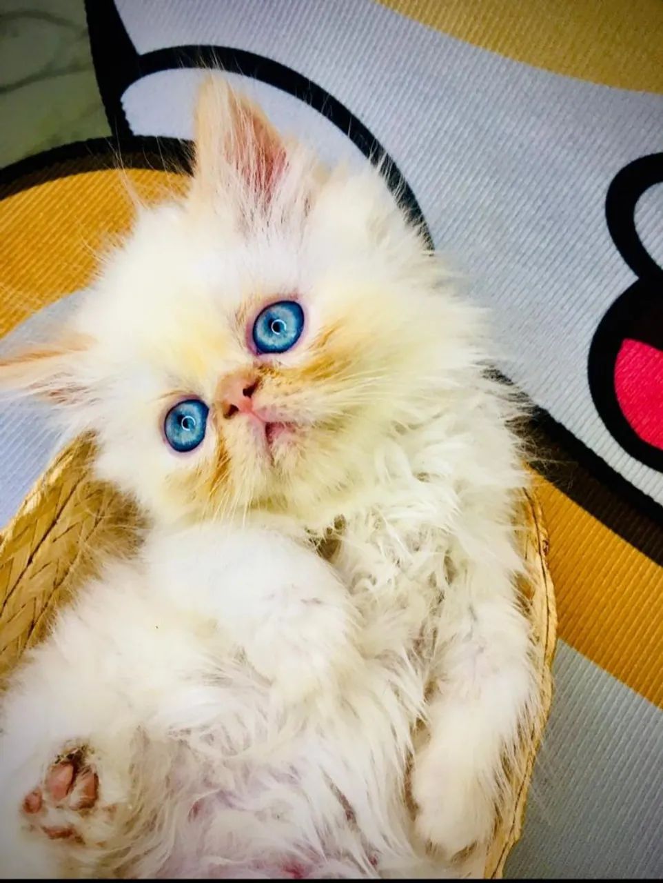 Filhote gato persa macho