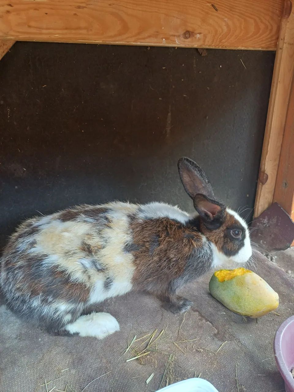 Vendo coelha adulta fêmea  - Foto 3