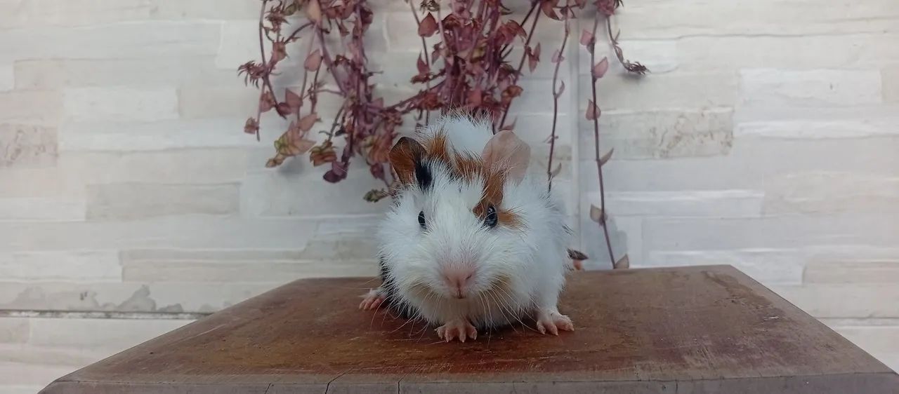 Porquinho da índia  - Foto 4