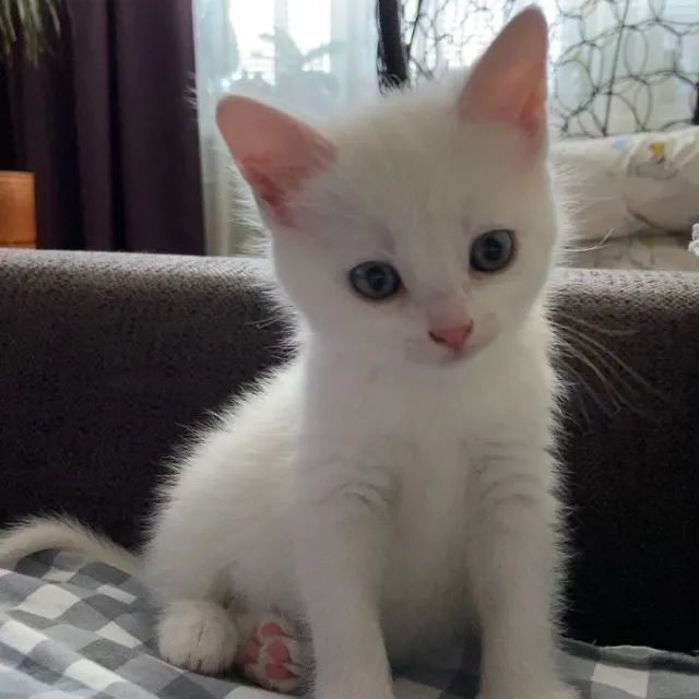 Ragdoll Filhotes na Cor Branco a Sua Espera - Foto 3