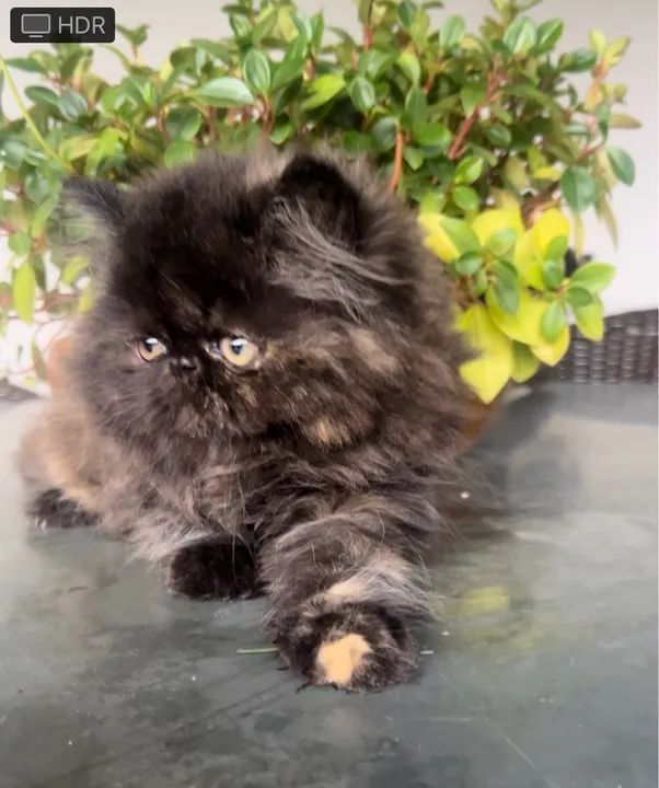 Filhote de Persa Fêmea 