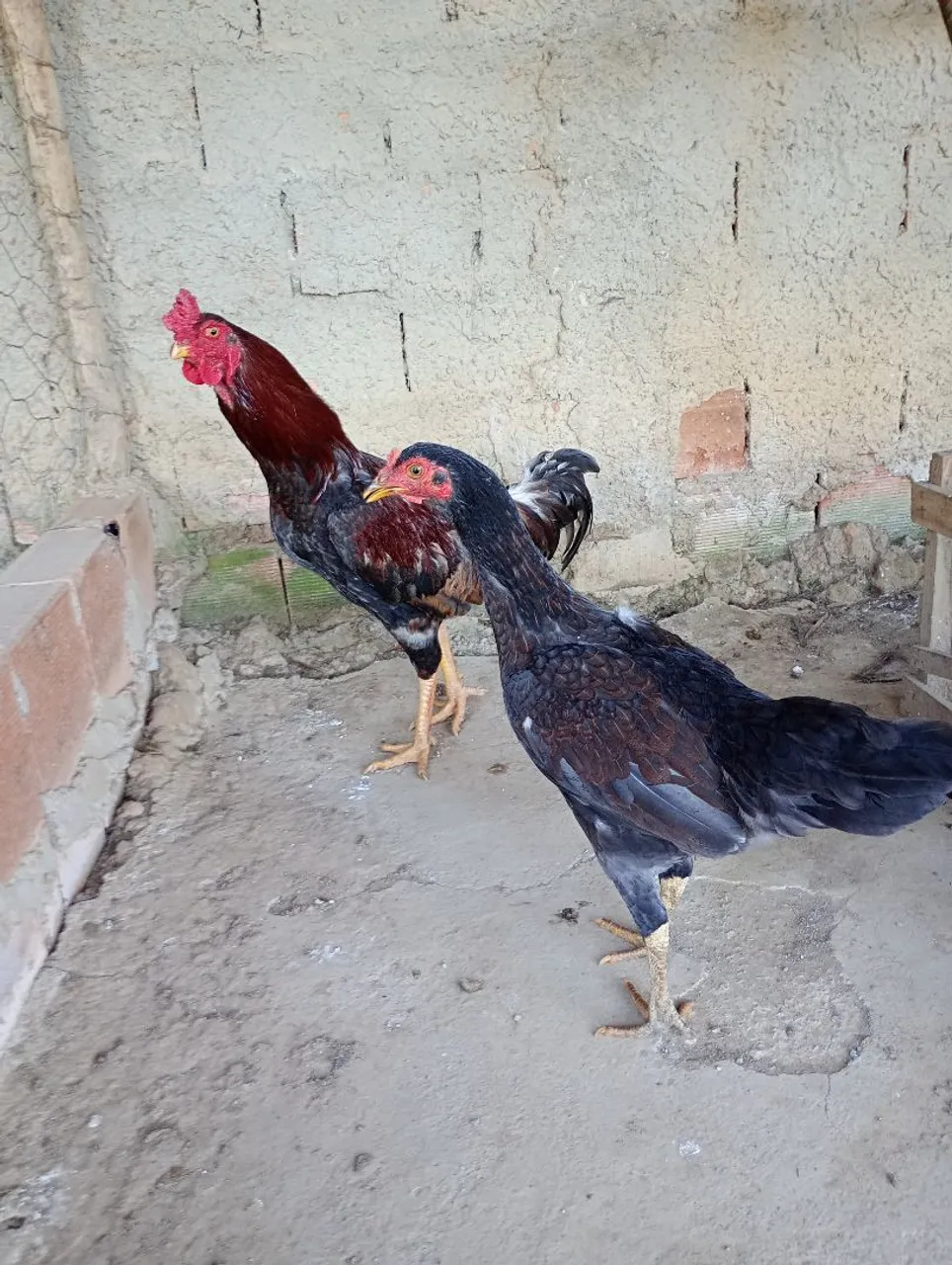 1 Galo e 1 galinha