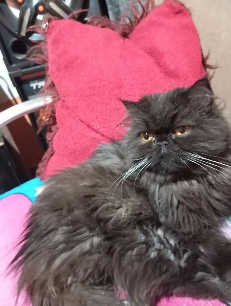 Gata persa prenha  - Foto 3