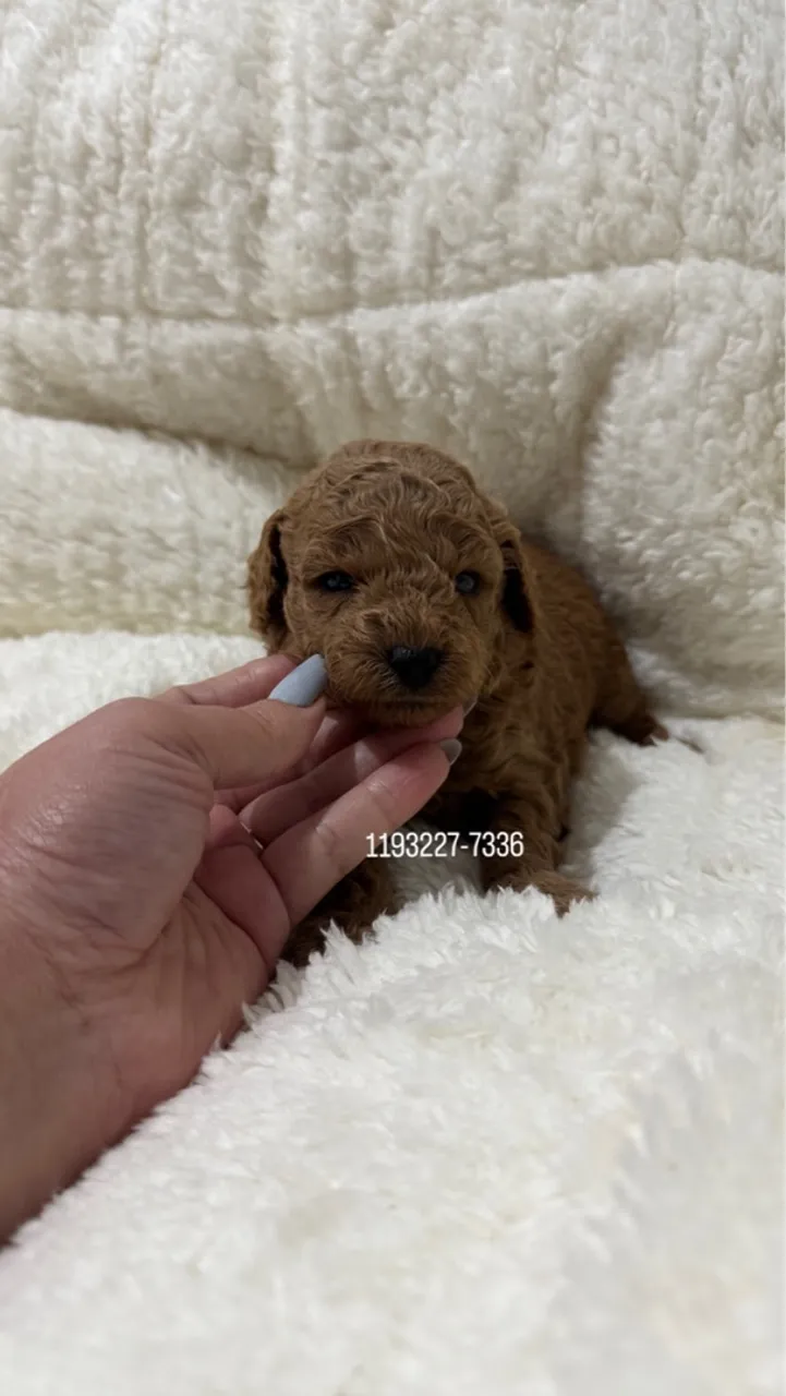 Poodle Toy Macho red Vermelho/Abricot