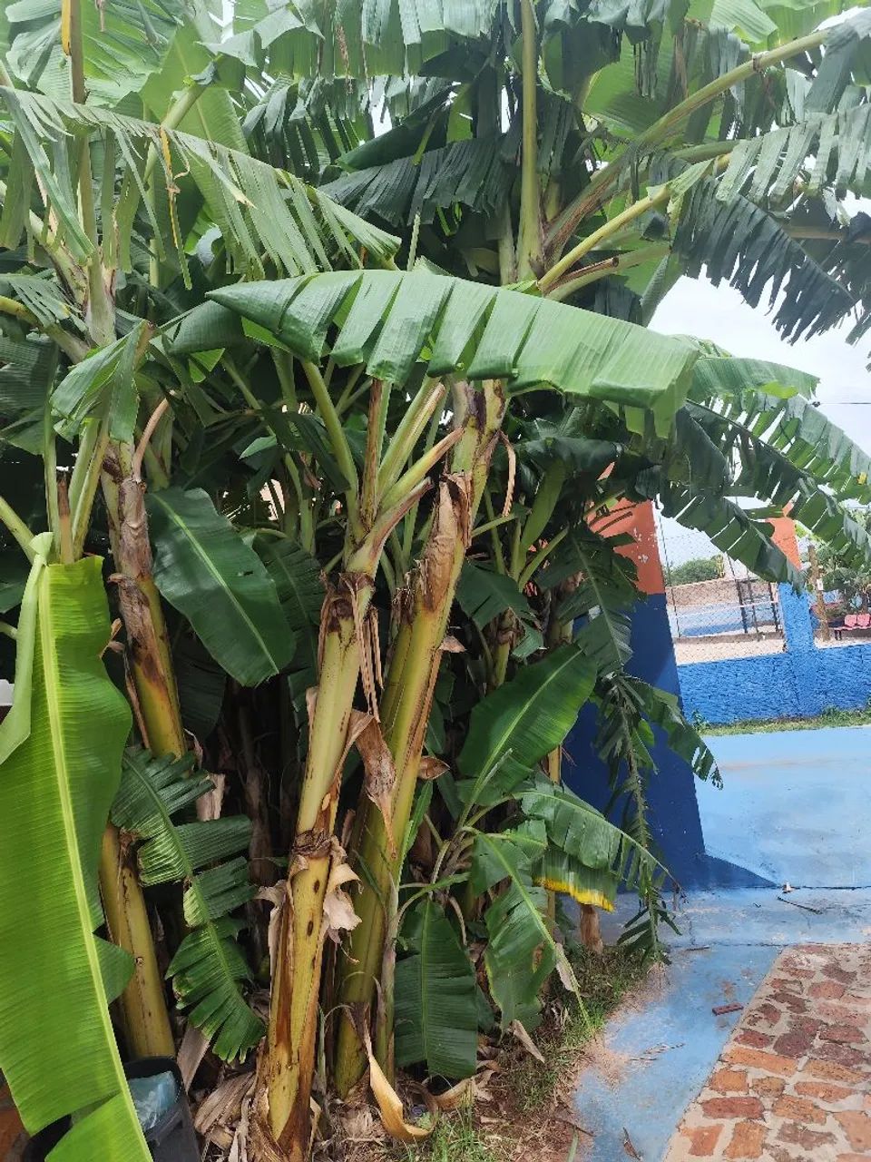 Doação de bananeiras (Prata e Maçã) - Foto 4