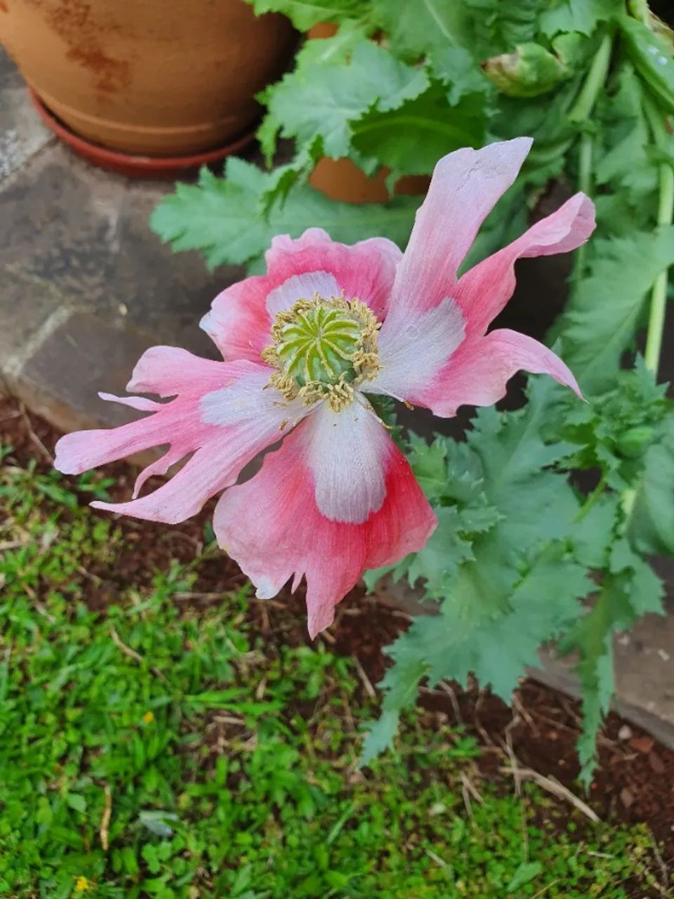 Sementes de Papaver somniferum - Foto 4