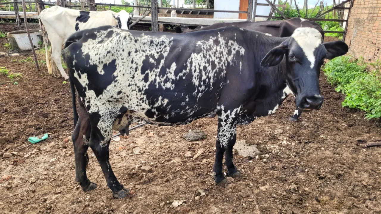 Vacas Leiteiras Mestiças recém paridas.