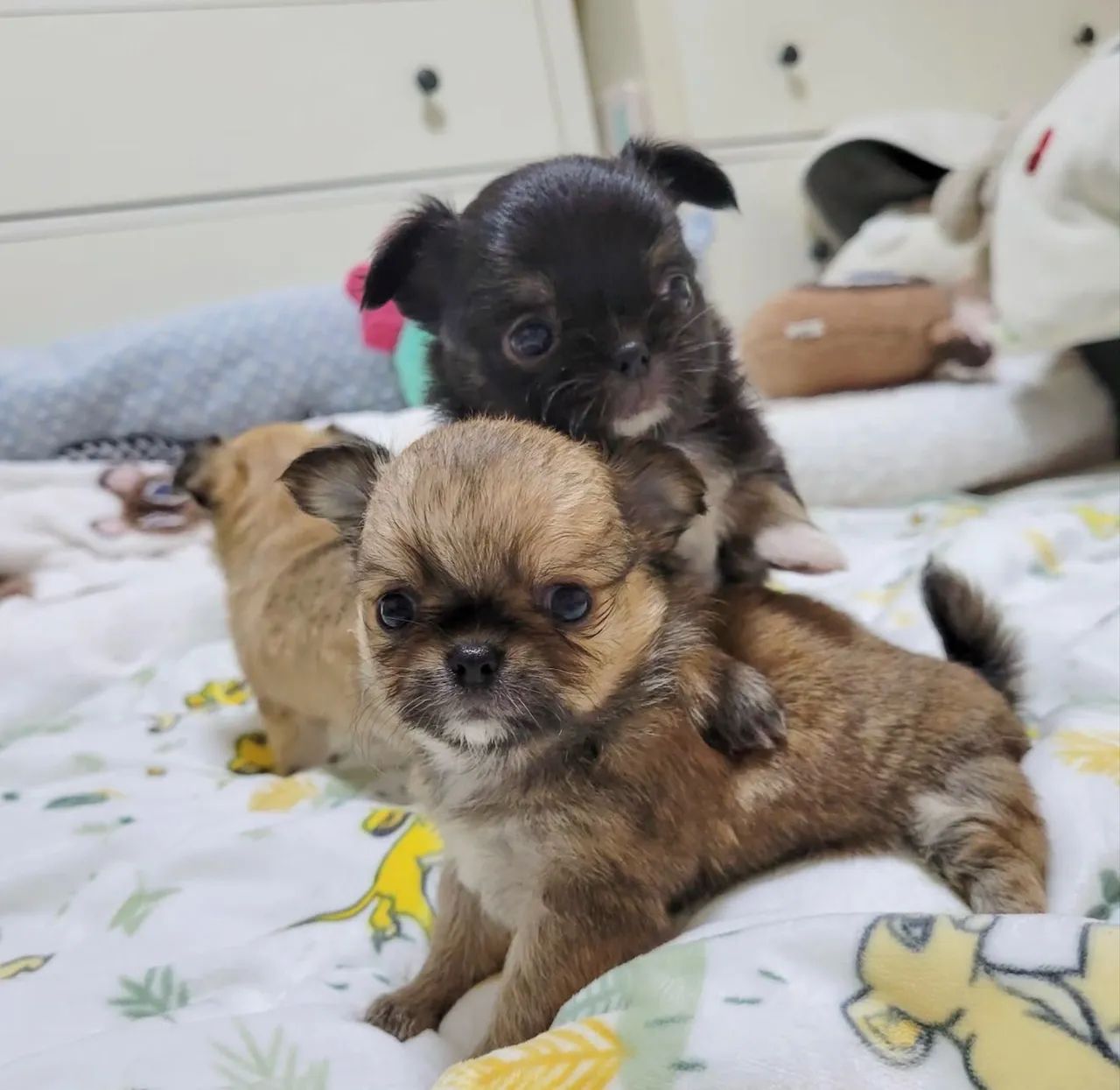 Chihuahua mini Pelo longo Cabecinha de maçã até 12x - Foto 5