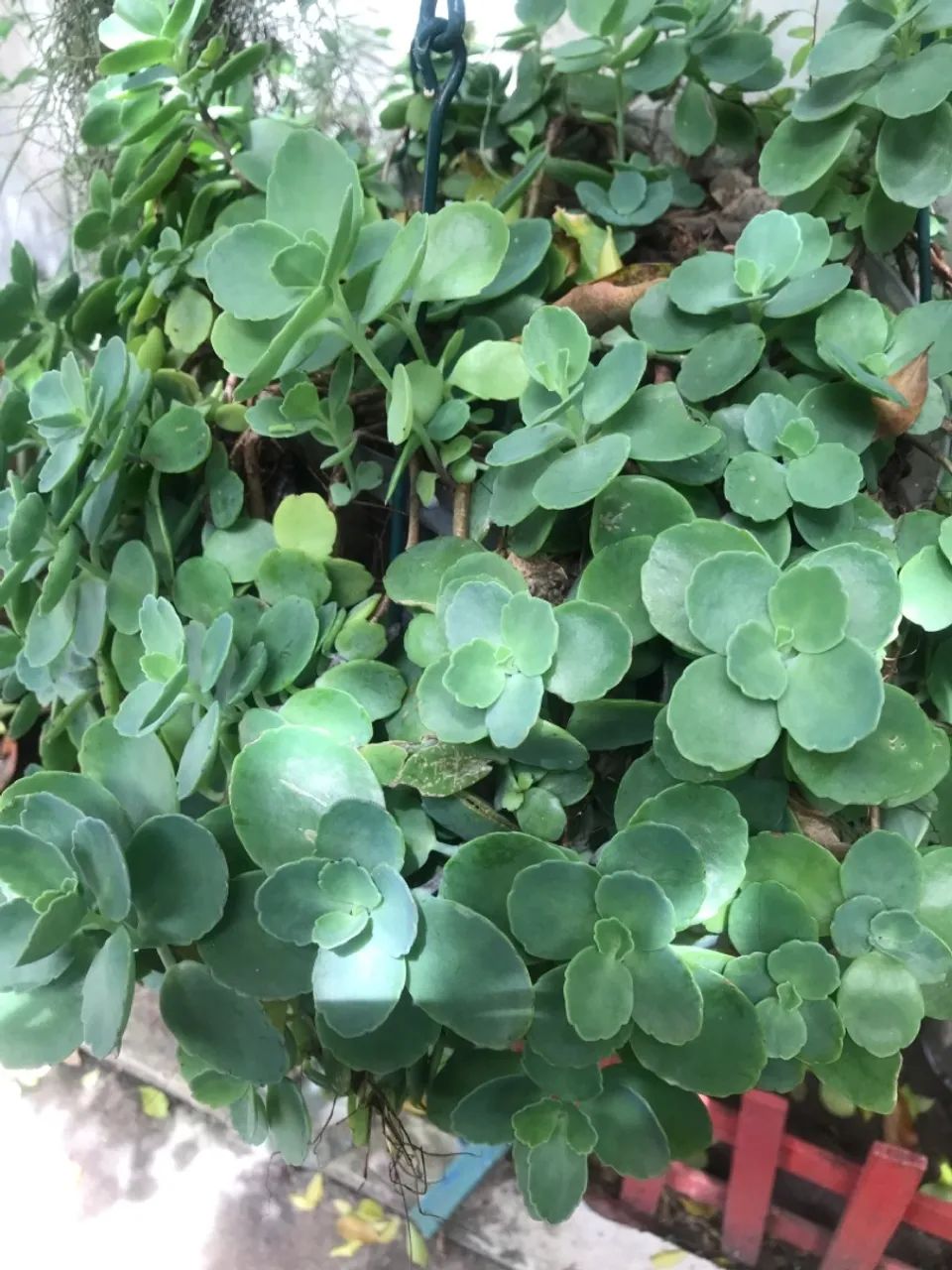 SUCULENTA JADE DA FLOR