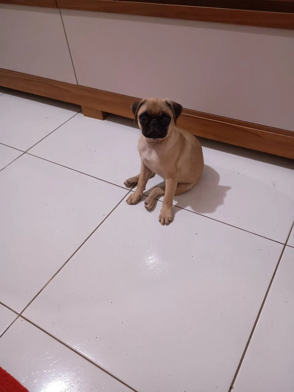 Filhote de Pug para vender