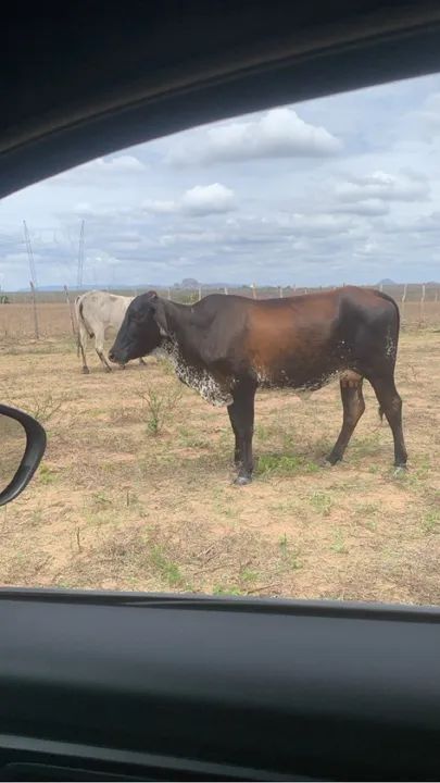 Vacas , Novilhas , Garrotas ,  Bezerros no Ceará   - Foto 2