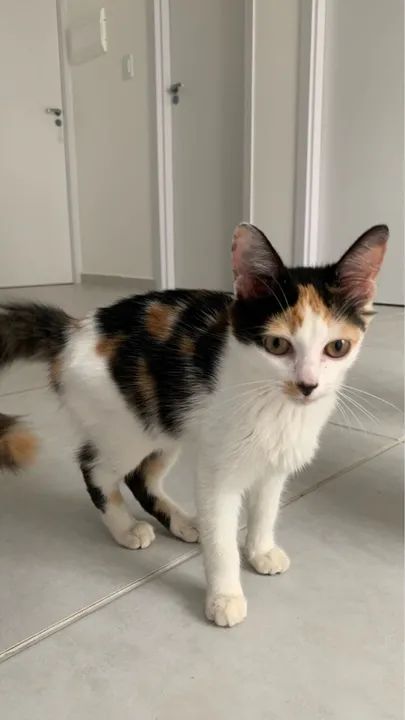 Doação responsável uma gatinha tricolor  - Foto 5