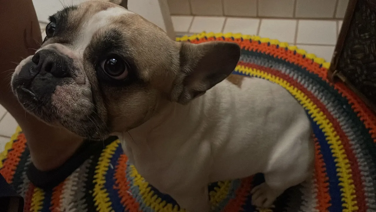 Fêmea de Buldog Francês procura macho para cobertura.