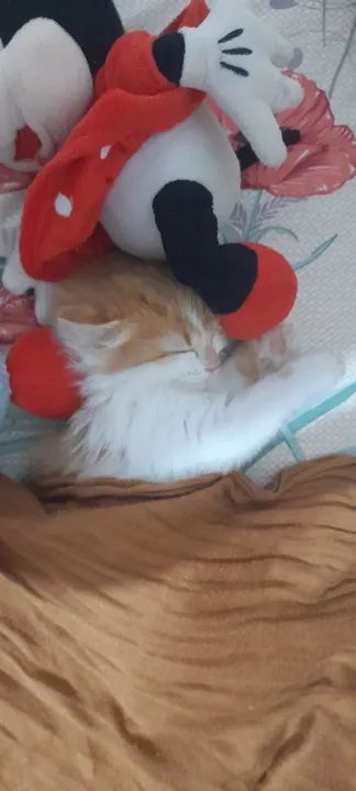 Gatinho fofo e carinhoso para adoção