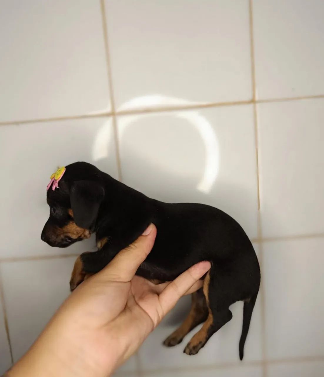 Cofap/ Basset fêmea  - Foto 5