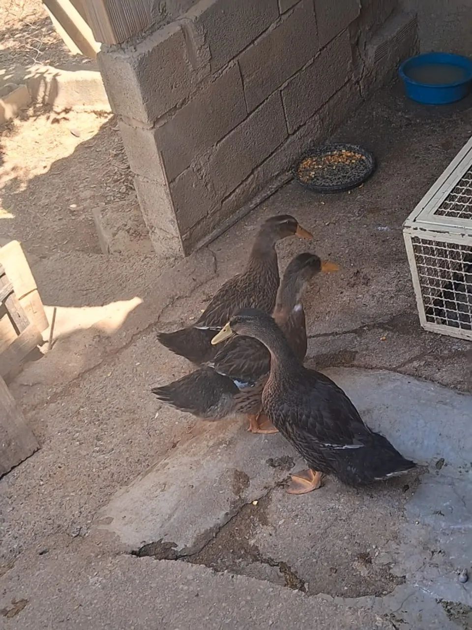 Vendo Marrecos Rouen Puros - Lindos e Saudáveis - Animais para ...