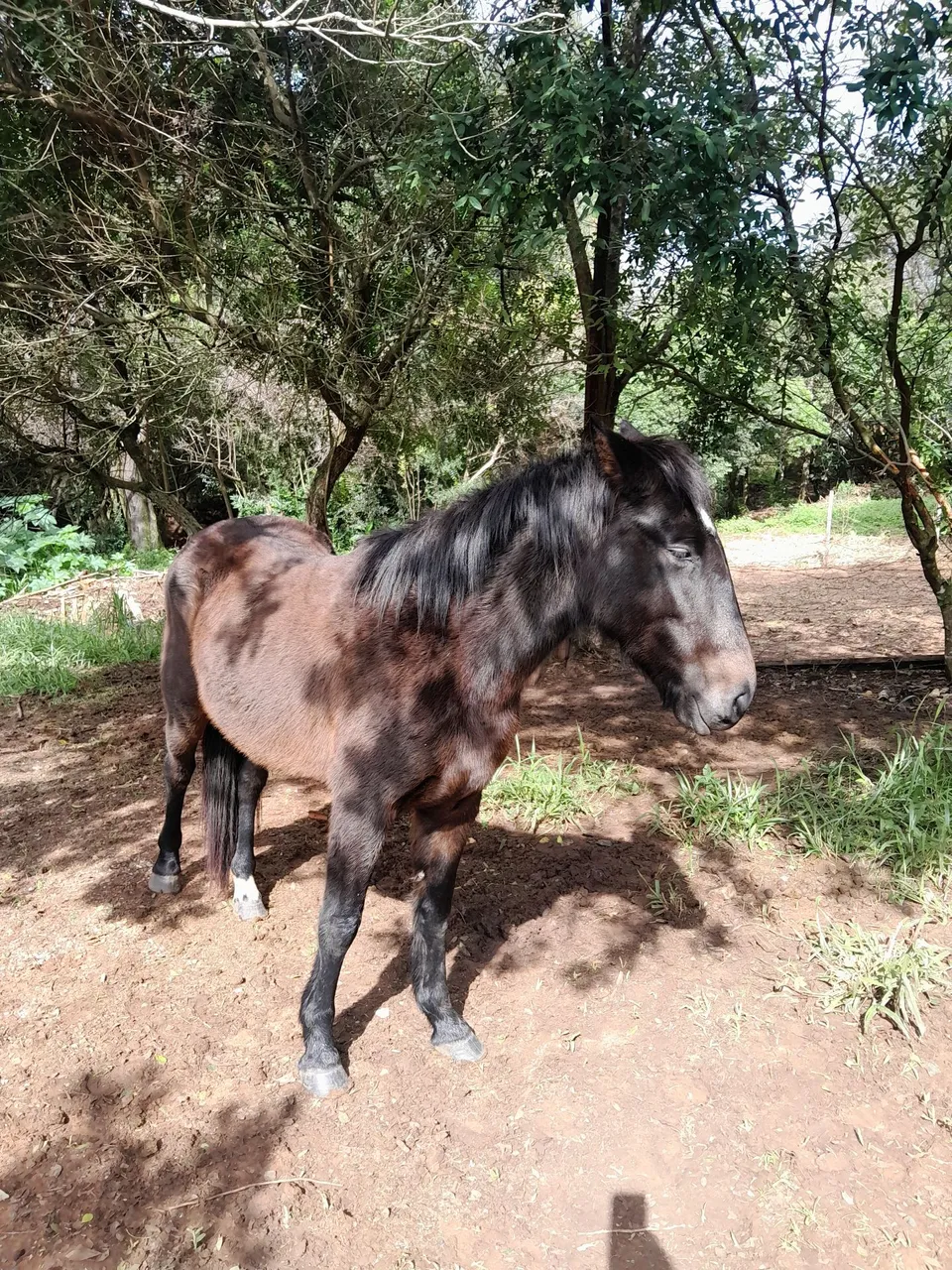 Cavalo para venda