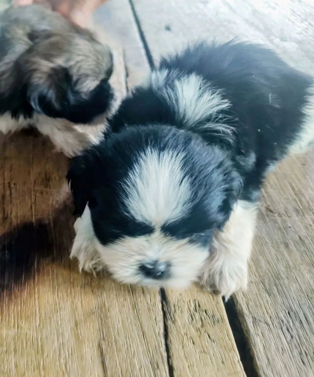 Vendo mine filhotes Shih-Tzu  - Foto 2