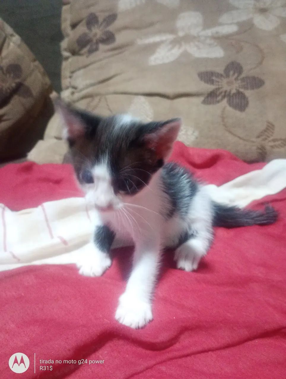 Doação de gatinhos - Foto 4