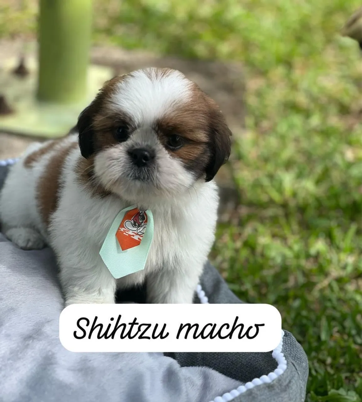 Shih tzu macho, venha conferir!