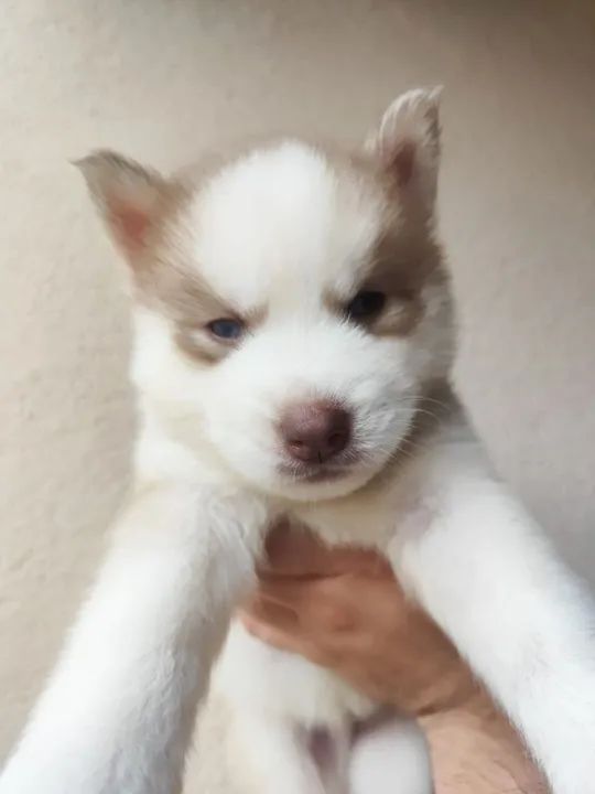 Filhotes de husky siberiano  - Foto 6