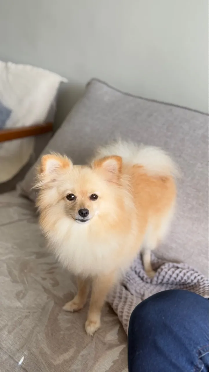 Filhote de Spitz Alemão