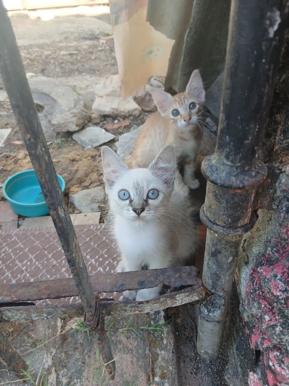 Gatinha para Adoção 