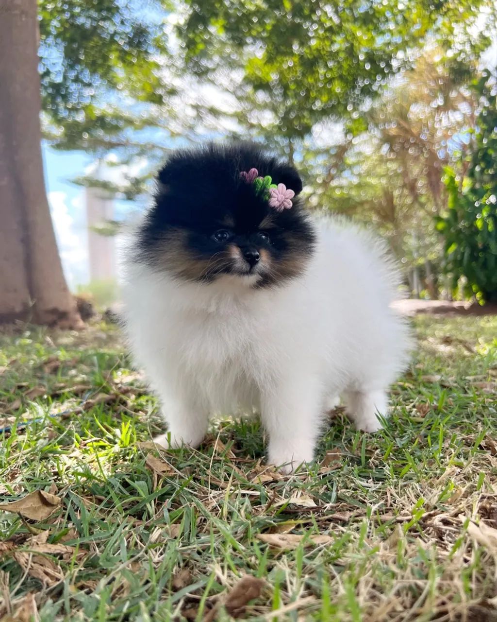 FILHOTE SPITZ ALEMÃO URSINHO - Foto 4