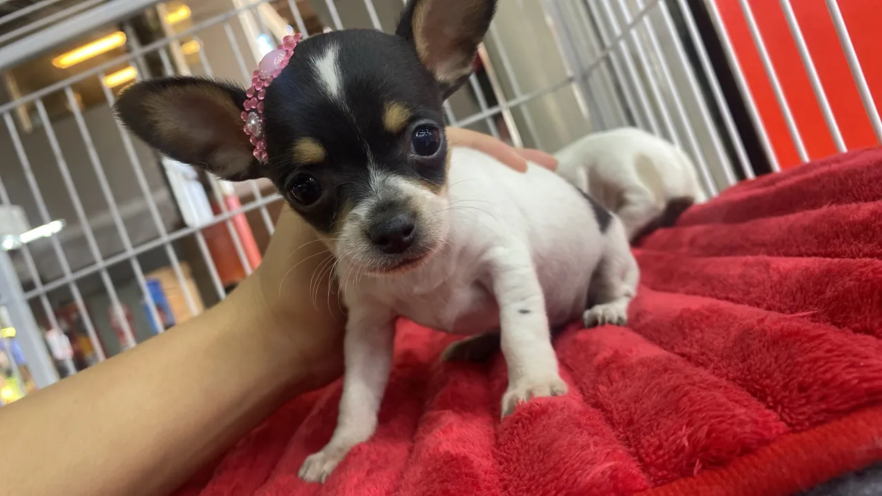 Filhote de pinscher: Fofura em 4 Patas!