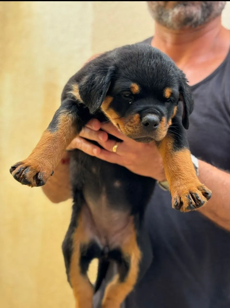 Filhote Rottweiler