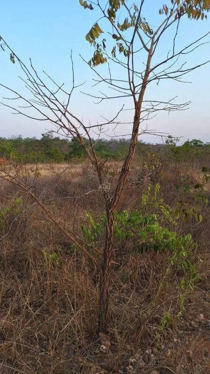 Chácara à venda CIDADE DE POXOREO Poxoréu 80.000,00