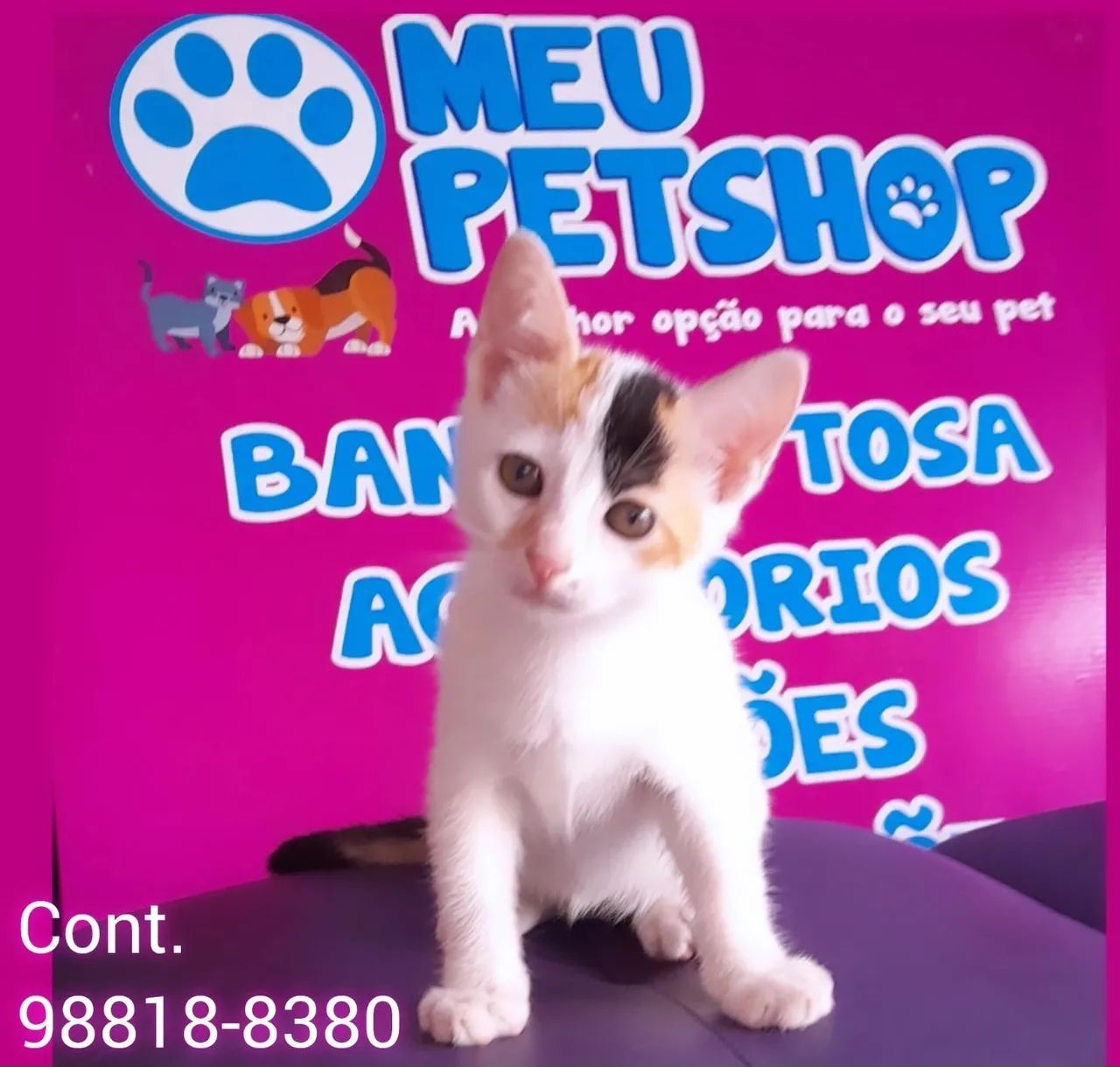 Filhote fêmea tricolor disponível para adoção! - Foto 2