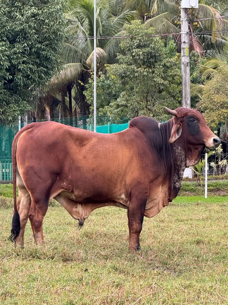 Touro e Novilhas